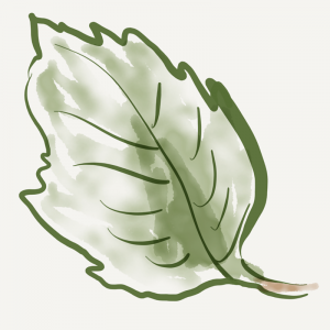 Drawing of a leaf