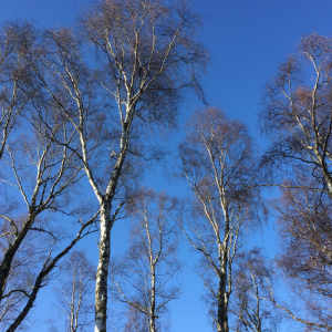 Feel Calm - Silver birch trees